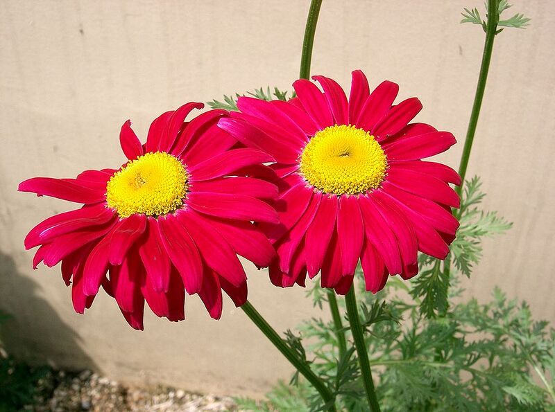 File:1024px-Tanacetum coccineum2.jpg