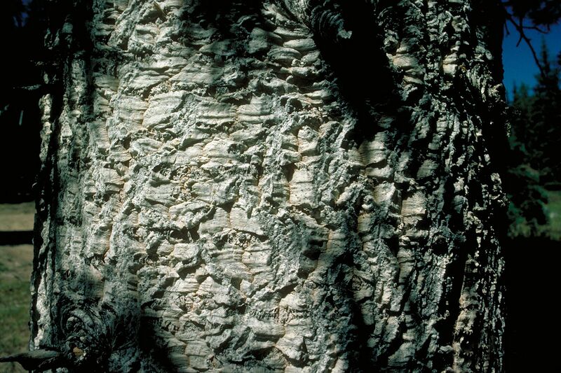 File:1280px-Abies lasiocarpa arizonica3.jpg