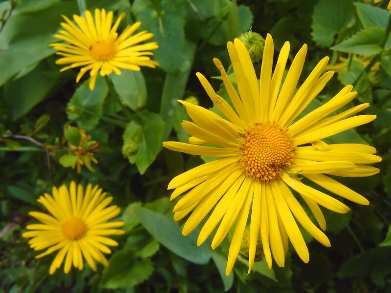 File:1280px-Doronicum orientale.JPG