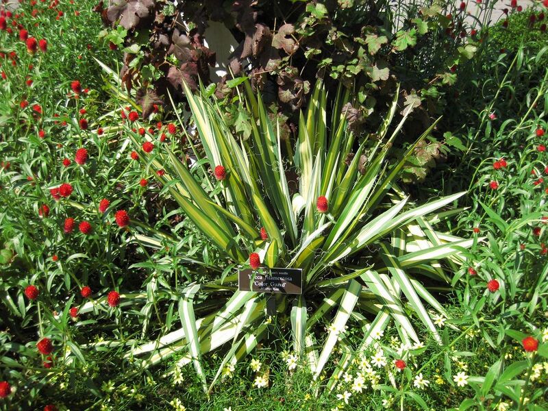 File:1280px-IMG 0115 nybg09.jpg