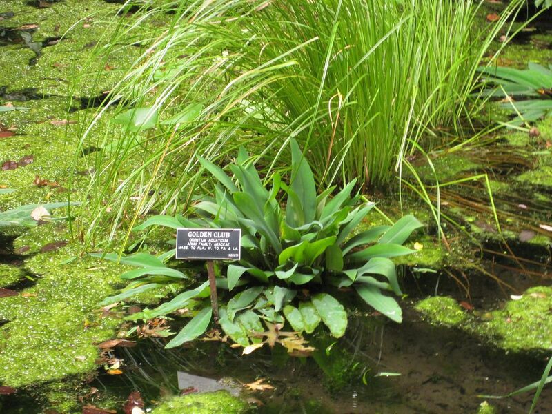 File:1280px-IMG 1440 bbg09.jpg