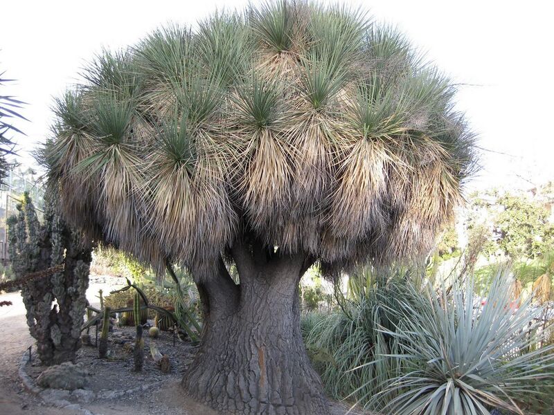 File:1280px-IMG 2727 ucla09.jpg