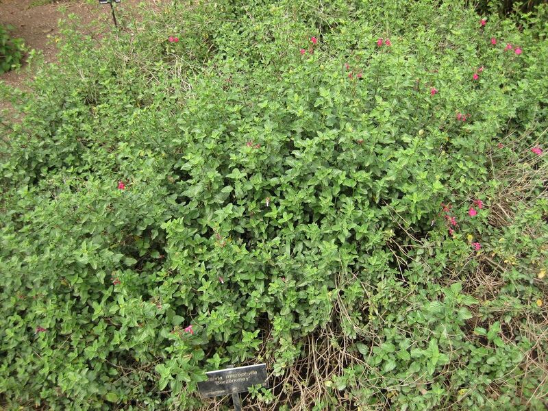 File:1280px-IMG 5084 hunt0904.jpg