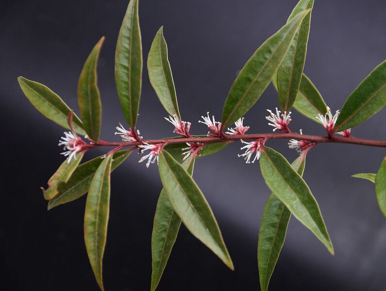File:1280px-Sarcococca hookeriana A.jpg