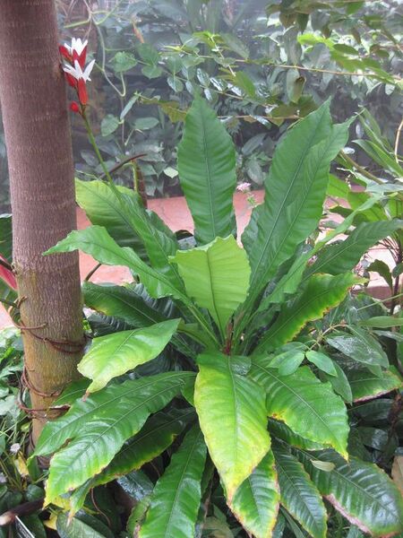 File:576px-IMG 7594 hunt09jun.jpg