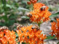 Asclepias tuberosa in bloom, showing pollinators