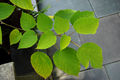 Branch showing the leaves