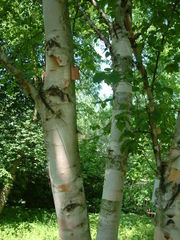 Paper Birch