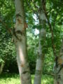 Thumbnail for version as of 06:28, 30 April 2007