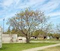A Chinaberry tree bearing fruit