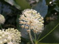 Close-up of flower umbel