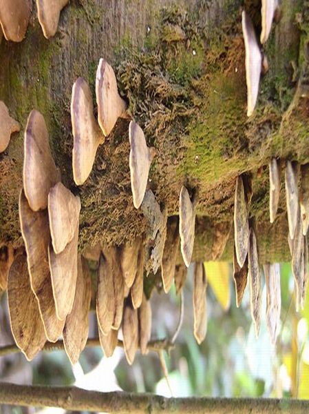 File:Fungi in Borneo.jpg