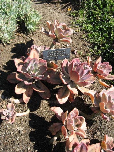 File:Graptopetalum paraguayense-x-Echeveria gigantea-IMG 0528 hunt07.jpg