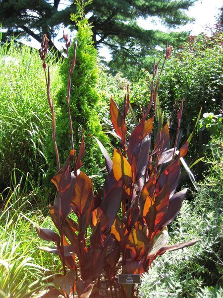 File:IMG 0146 nybg09.jpg