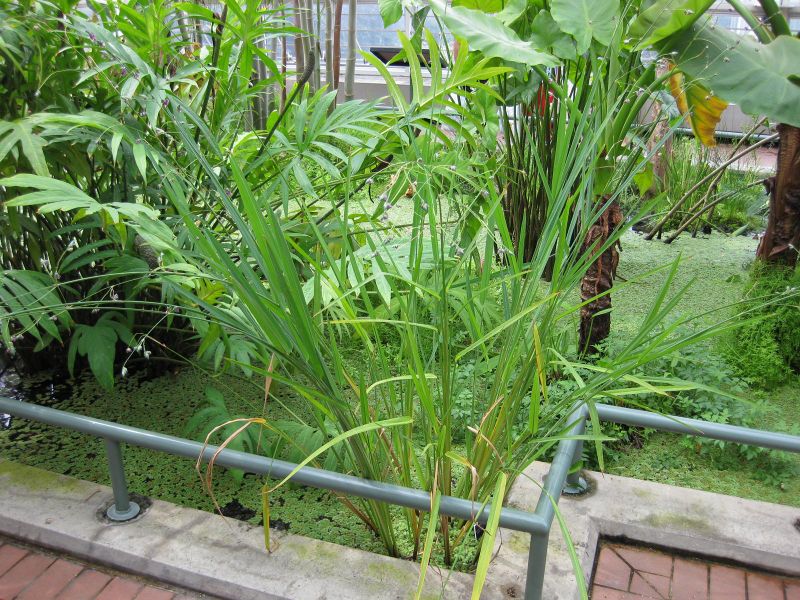 File:IMG 0993 bbg09.jpg