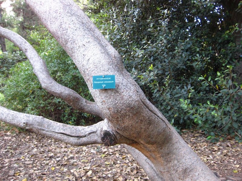 File:IMG 2574 ucla09.jpg