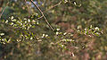 Dalbergia lanceolaria‎: Leaves in Kolkata, West Bengal, India.