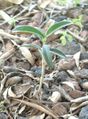 A young olive plant, germinated from a seed