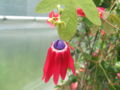 Thumbnail for version as of 20:16, 13 March 2009
