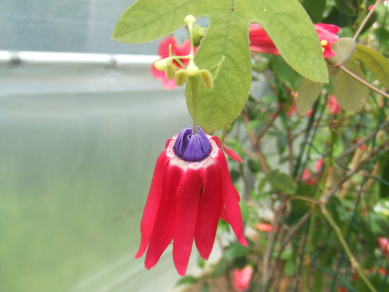 File:Passiflora edmundoi2.jpg