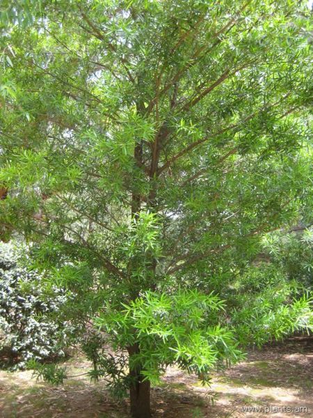 File:Podocarpus elatus-IMG 3157 lokrun.jpg