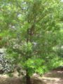 podocarpus elatus
