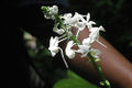 Wild orchid from Sumatran Rainforest