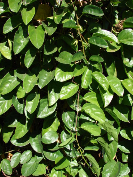 File:Starr 071024-0405 Passiflora quadrangularis.jpg