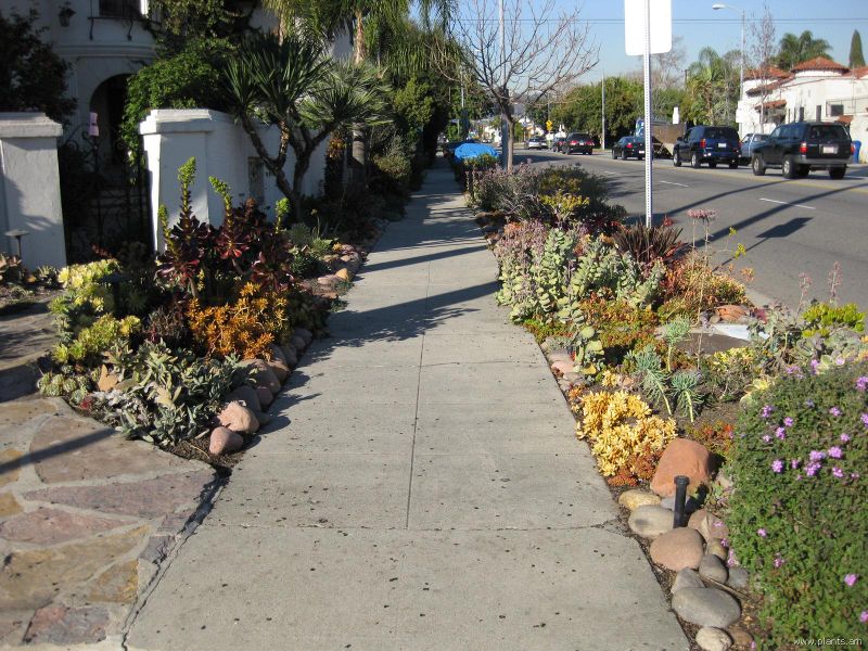 File:Xeriscape-IMG 1498 la09.jpg