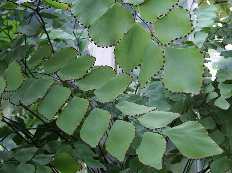 File:1024px-Adiantum peruvianum a1.jpg