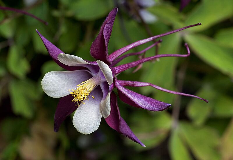 File:1024px-Aquilegia columbine magpie cultivar 2.jpg