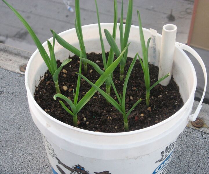 File:1232px-Garlic in container.jpg