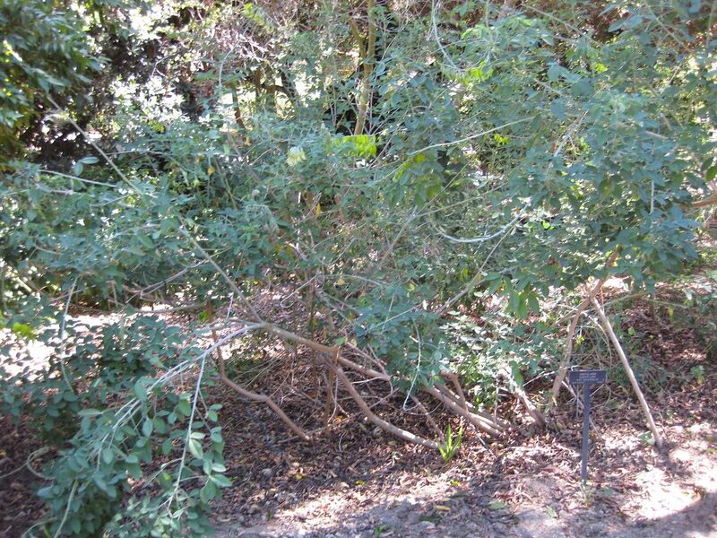 File:1280px-IMG 1876 hunt09oct.jpg