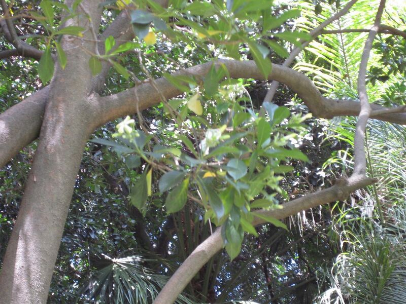 File:1280px-IMG 4179 hunt0904.jpg