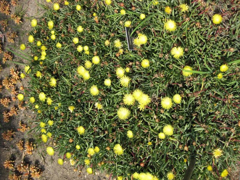 File:1280px-IMG 4219 hunt0904.jpg