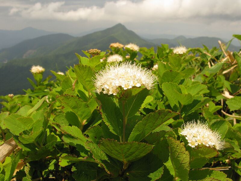 File:1280px-Spiraea betulifolia 2.JPG