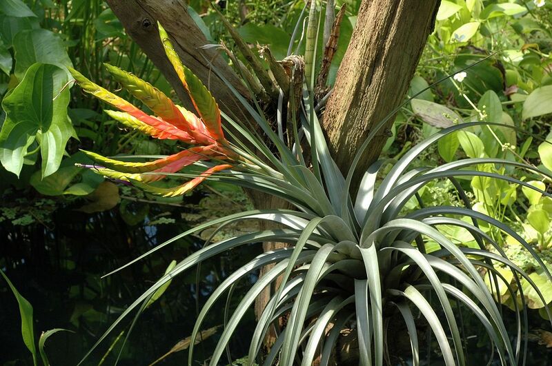 File:1280px-Tillandsia fasciculata.JPG