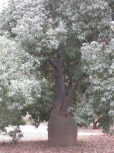 File:576px-IMG 4883 hunt0904.jpg