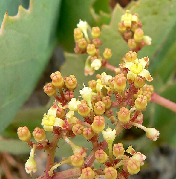 File:755px-Cyphostemma juttae 6.jpg