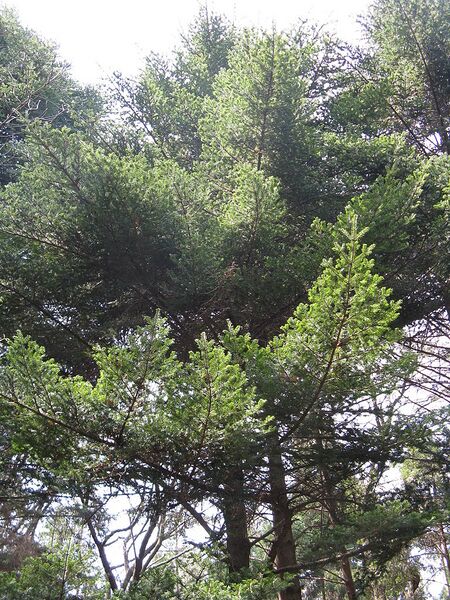 File:768px-Abies firma2.jpg