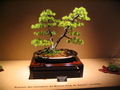 Thumbnail for version as of 15:19, 20 May 2007