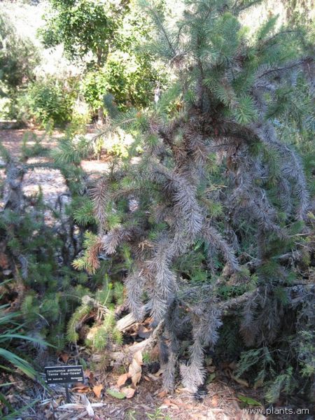 File:Calothamnus pinifolius-dense claw-flower-IMG 0680 hunt07.jpg
