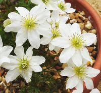 Clematis marmoria