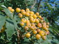 Thumbnail for version as of 18:58, 13 September 2007