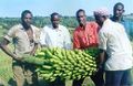 Tanzanian farmers with 92 kg (200 lb) bunch of FHIA-17 bananas.