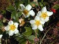 Fragraria chiloensis Wild strawberry