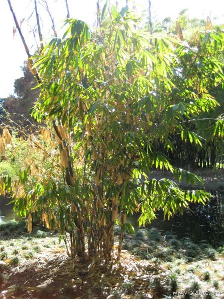 File:Gigantochloa apus-IMG 0579 hunt07.jpg