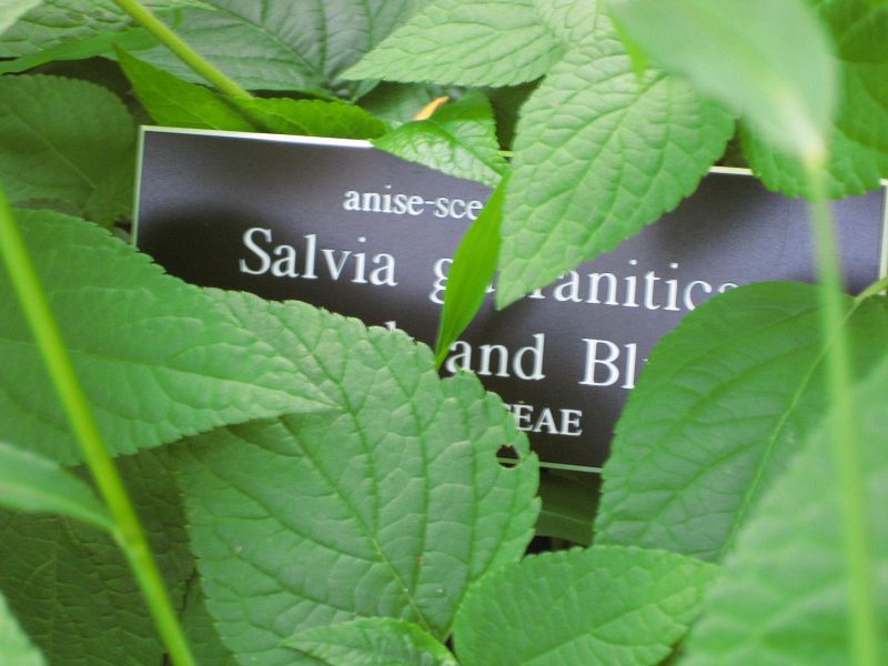 File:IMG 0002 nybg09.jpg