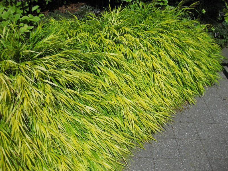 File:IMG 0127 nybg09.jpg