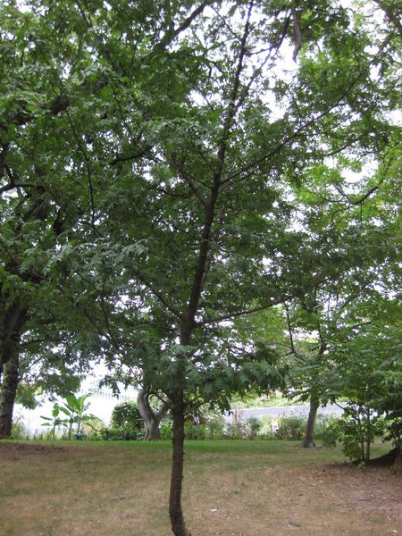 File:IMG 1311 bbg09.jpg